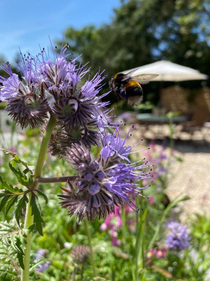 Toppesfield House B&B Bude Esterno foto