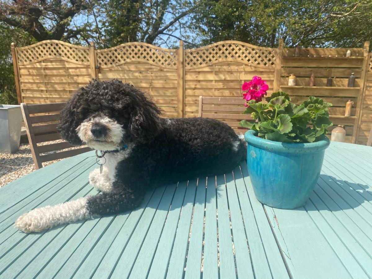 Toppesfield House B&B Bude Esterno foto