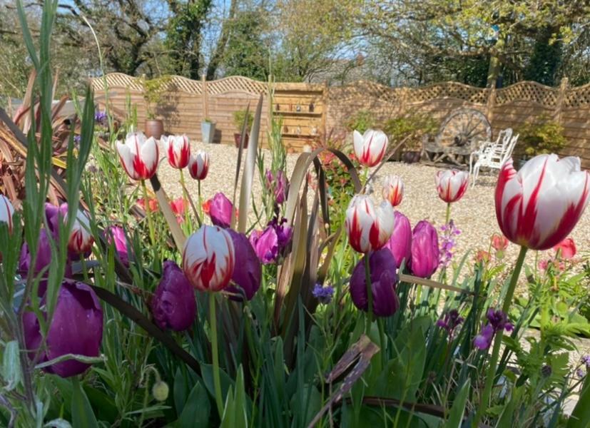 Toppesfield House B&B Bude Esterno foto
