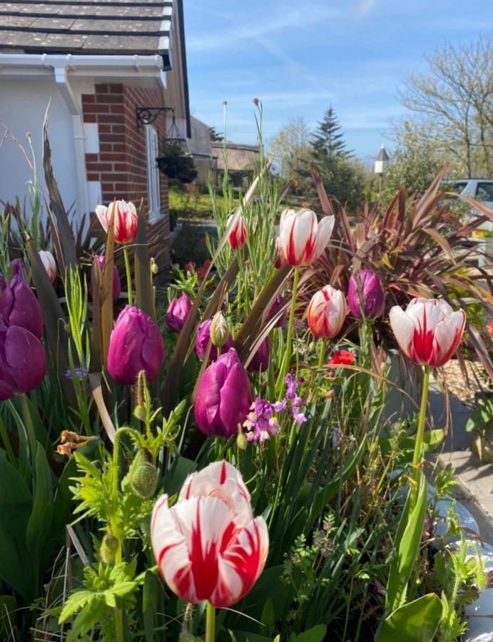 Toppesfield House B&B Bude Esterno foto